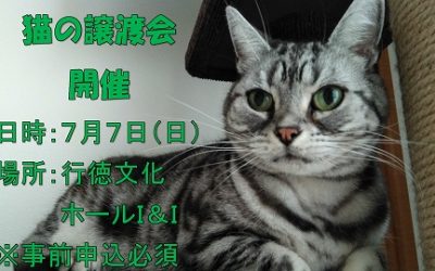 7月2日(日)：市川市役所主催「猫の譲渡会」