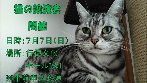 7月2日(日)：市川市役所主催「猫の譲渡会」