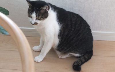 はたけのねこ。