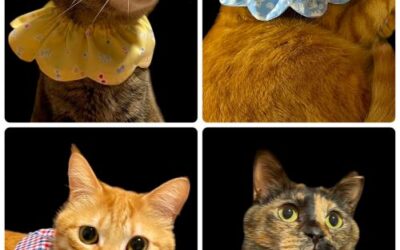6月18日「猫道楽」：販売予定品の紹介（１）フラワービブ