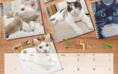 収支報告：2025年5月度