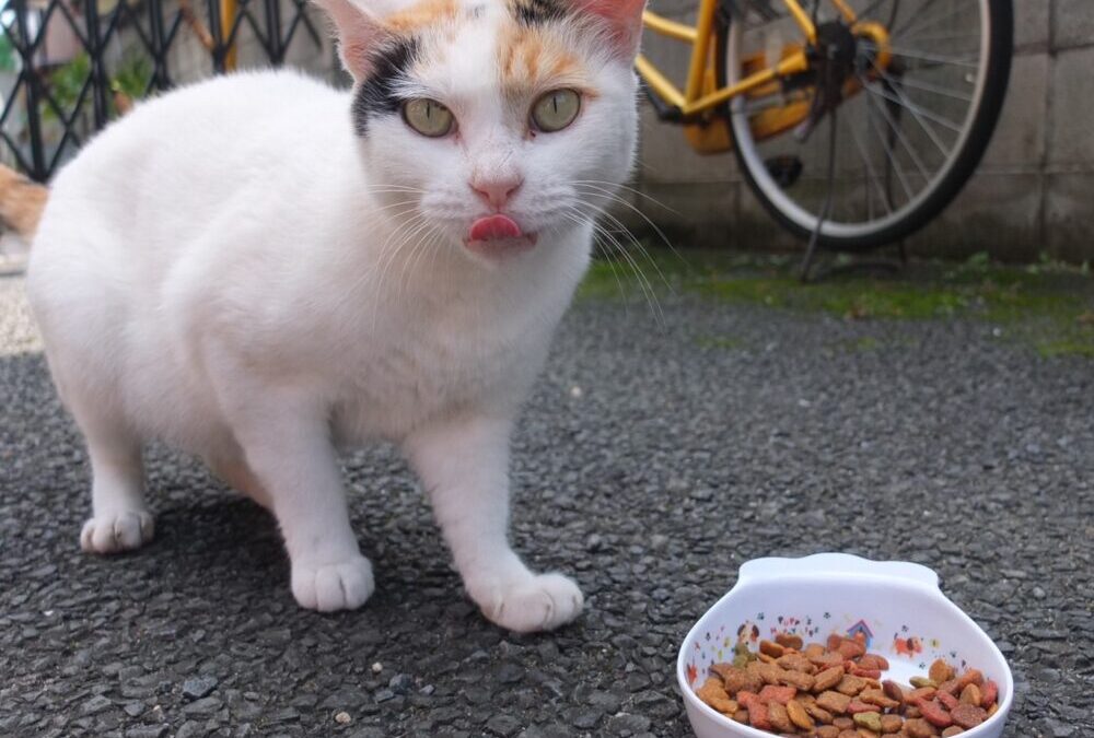 さくらねこへの想いを歌にこめて。