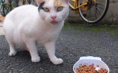 さくらねこへの想いを歌にこめて。