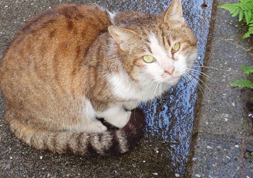 一期一会のとらちゃん