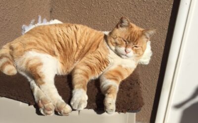 「ねこ藩城下の猫たち：(21 )３カ月＝９カ月。」