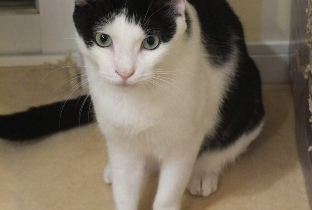 ねこ藩城下の猫たち:(17)トントンの3年・フィガロの4年