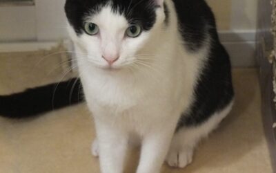 ねこ藩城下の猫たち：(17)トントンの3年・フィガロの4年