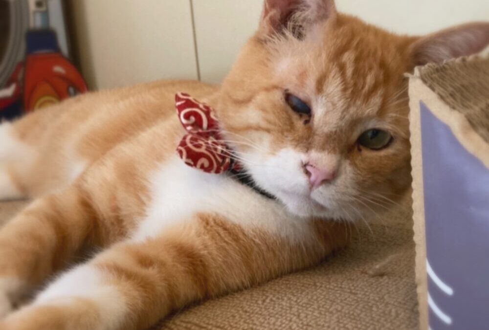 「ねこ藩城下の猫たち：(22)試行錯誤