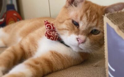 「ねこ藩城下の猫たち：(22)試行錯誤