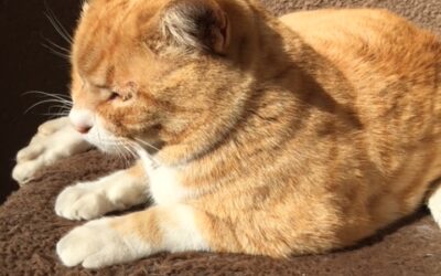 ねこ藩城下の猫たち：(18)ニャースに何があったのか。
