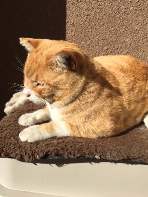 ねこ藩城下の猫たち：(18)ニャースに何があったのか。