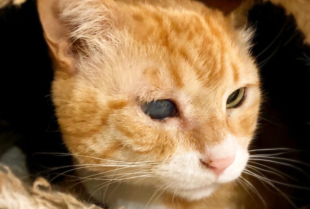 ねこ藩城下の猫たち:(23)わざとじゃない。