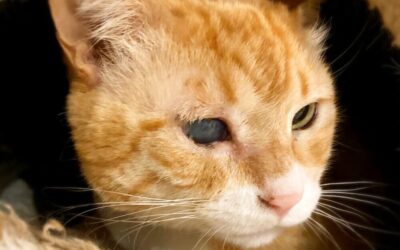 ねこ藩城下の猫たち：(23)わざとじゃない。