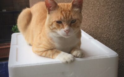 ねこ藩城下の猫たち：(19)ニャース、転院しよう。