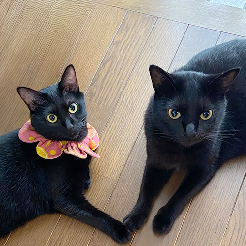 大福 ♂・さんご ♀