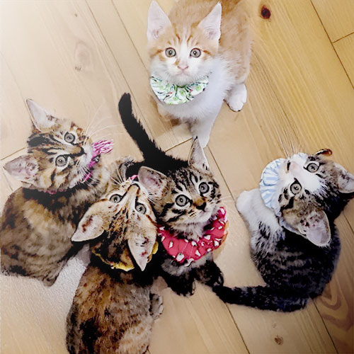 翔太(ねぎま)♂・ピース(つくね)♂・ハロー(ささみ)♀・テト(モモ)♀・おはぎ(ハラミ)♀