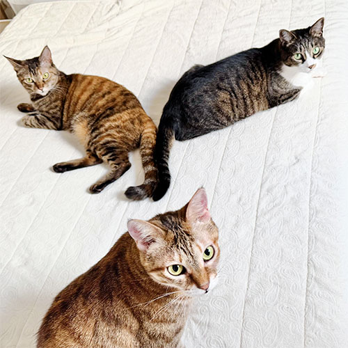 ふう(あけび)♀・くう(ざくろ)♀・むぎ ♀