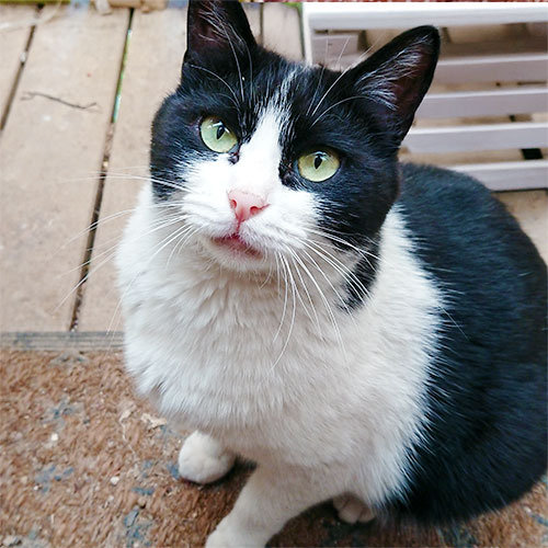 えり子/大福 ♀