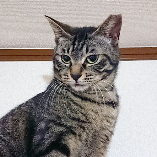 09-torako