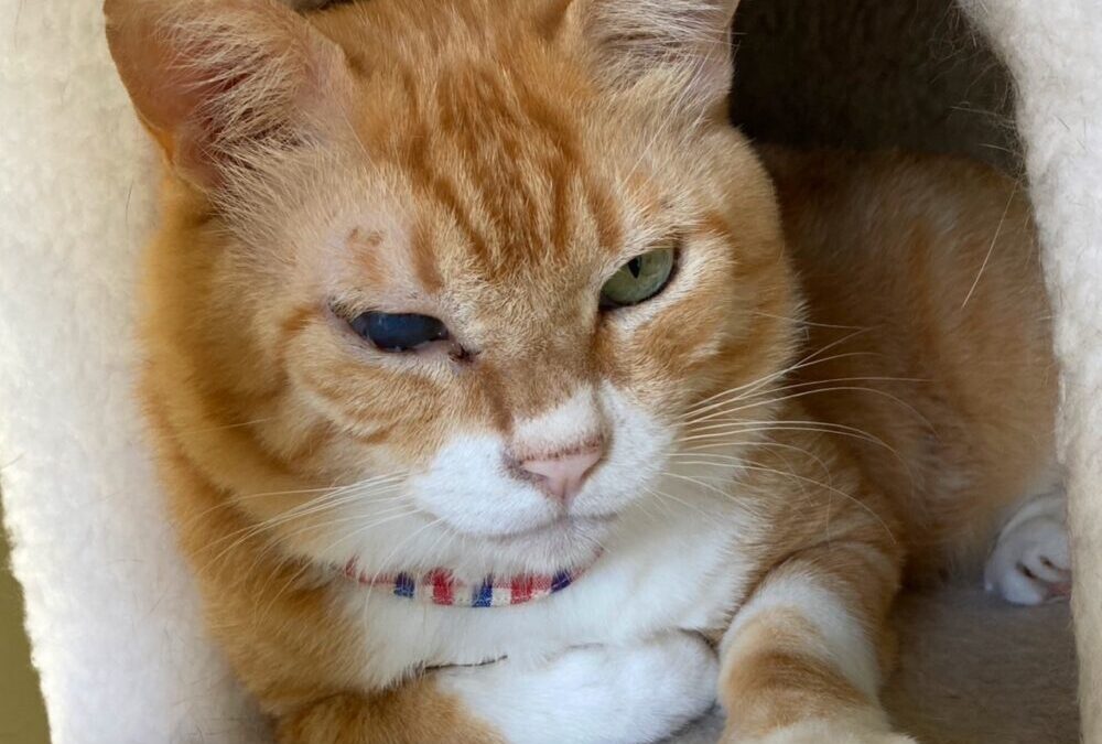 ねこ藩城下の猫たち：(24)お金のかかる男。