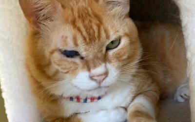 ねこ藩城下の猫たち：(24)お金のかかる男。