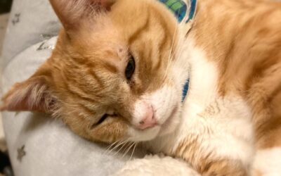 ねこ藩城下の猫たち:(25)ニャースという猫。