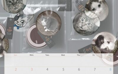 収支報告:2025年11月度