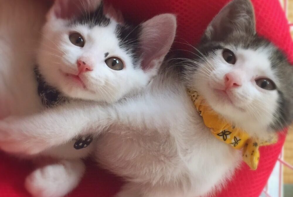 ５匹の子ねこ。：②前ぶれの親子。(完)