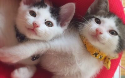 ５匹の子ねこ。：②前ぶれの親子。(完)