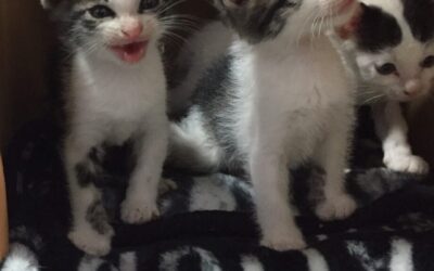 ５匹の子ねこ。：①アクマかマヌケ。