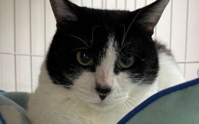 増えていた。：①カミオ。