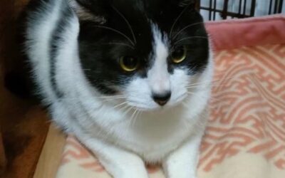 増えていた。：③カミリアとカミラ