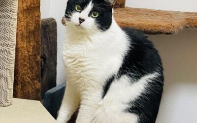 増えていた。(完)：④地域猫活動は誰にでもできるものなのか？