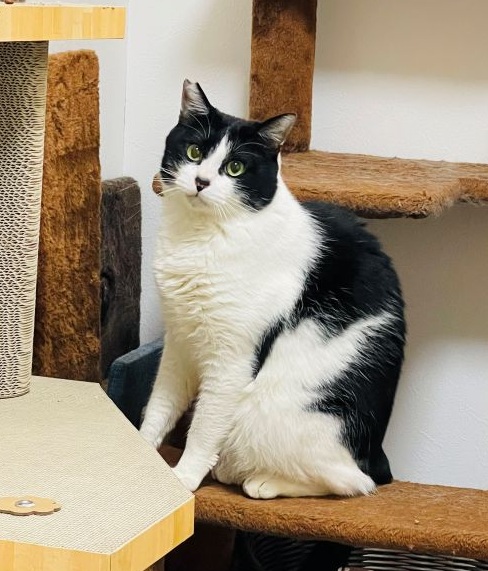 増えていた。(完)：④地域猫活動は誰にでもできるものなのか？